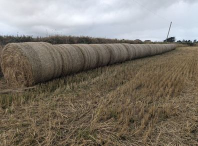 wheaten straw