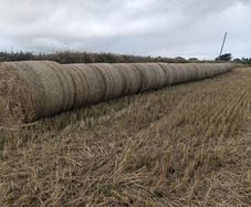 wheaten straw