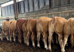 9 super u grade heifers