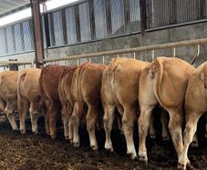 9 super u grade heifers