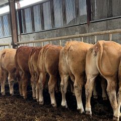 9 super u grade heifers