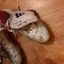 Predator football boots Image 6