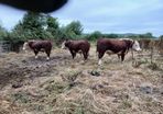Breeding Hereford bulls for sale fit for service