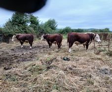 Breeding Hereford bulls for sale fit for service