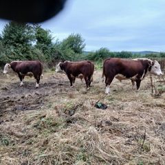 Breeding Hereford bulls for sale fit for service