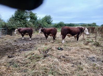 Breeding Hereford bulls for sale fit for service