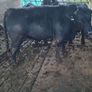 Angus Bulls Image 2