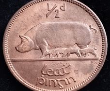 Ireland - 1966 - Irish Half Penny - 1/2d - Sow - KM.10 - UNC - [2699]