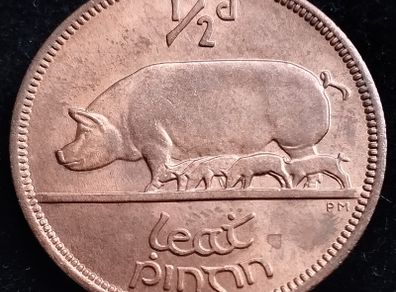 Ireland - 1966 - Irish Half Penny - 1/2d - Sow - KM.10 - UNC - [2699]