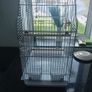 Birdcage Image 5