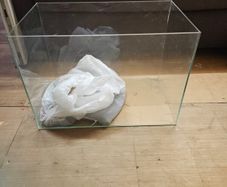 fish Tank