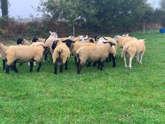 Pedigree Registered Suffolk & Texel Rams