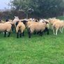 Pedigree Registered Suffolk & Texel Rams Image 10