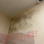 Mould Remover Image 2