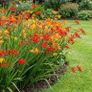 crocosmia bulbs - late summer plant Image 2