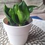 Small Sansevieria Hahnii in White Pot Image 5