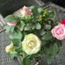 roses in 3 colors Image 4