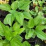 130 flowering plants to clear. Image 6