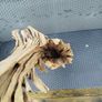 Driftwood Image 6