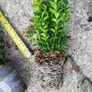 Box Hedging Image 6