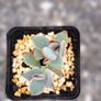 Panda plant Image 3