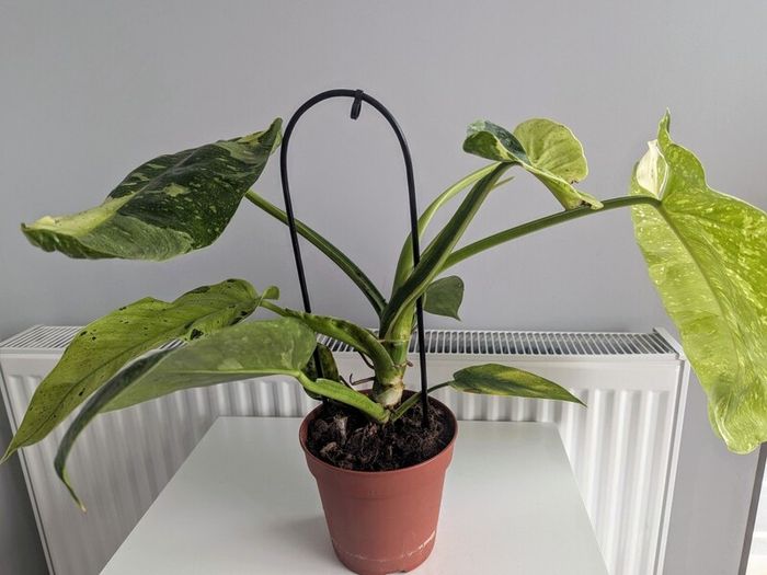 Philodendron Jose Bueno Plant
