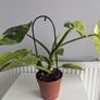 Philodendron Jose Bueno Plant Image 6
