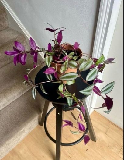 tradescantia zebrina