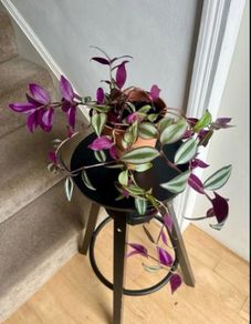 tradescantia zebrina