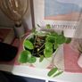 plant Image 2