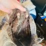 wigs Image 4