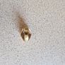 9ct gold college ring Image 4