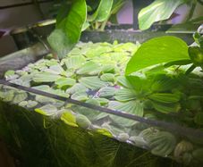 Water lettuce for fish tank/aquarium