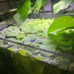 Water lettuce for fish tank/aquarium