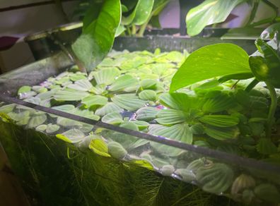 Water lettuce for fish tank/aquarium