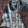 Dog Crate (medium size dog) Image 3