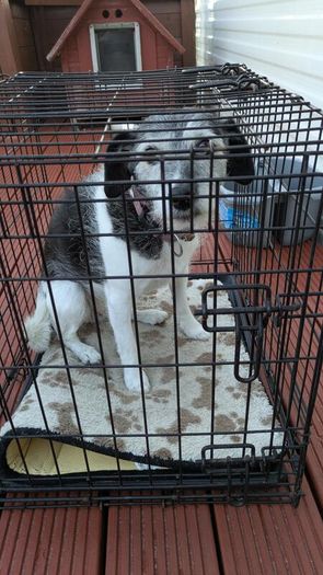 Dog Crate (medium size dog)