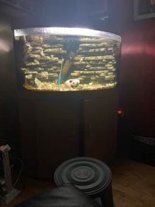 Juwel corner tank free