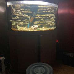 Juwel corner tank free