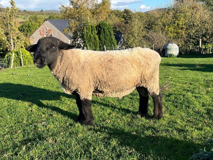 Pedigree Suffolk Ram