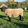 Pedigree Suffolk Ram Image 2