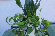 Indoor planter
