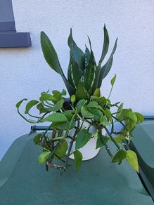 Indoor planter