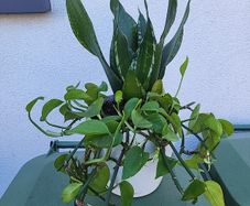 Indoor planter