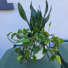 Indoor planter