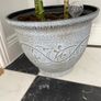 plant Image 4