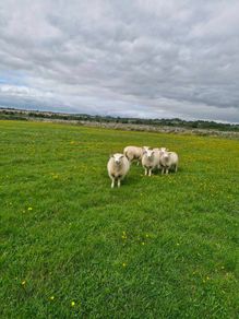 Galway pure bred registered Ram Lambs