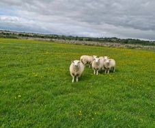 Galway pure bred registered Ram Lambs