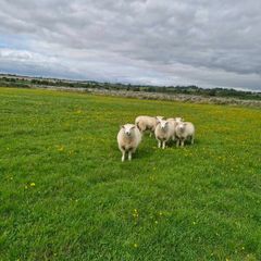 Galway pure bred registered Ram Lambs