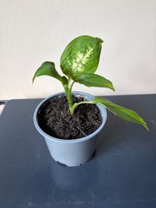plant